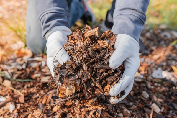 Shredded Mulch Installation in Cape Coral