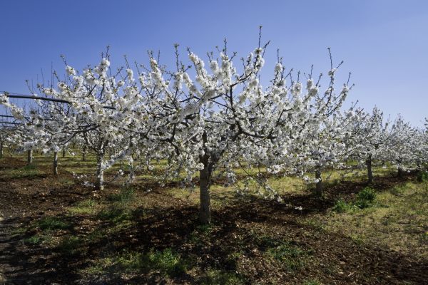Orchard Planting in Cape Coral
