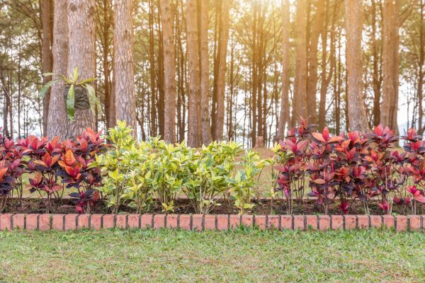 Small Garden Landscaping in Cape Coral