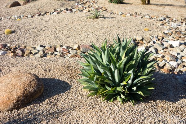 Xeriscaping Service in Cape Coral