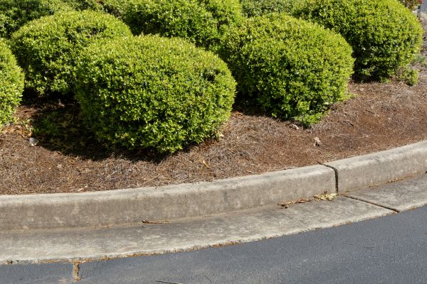 Pine Mulch Installation in Cape Coral
