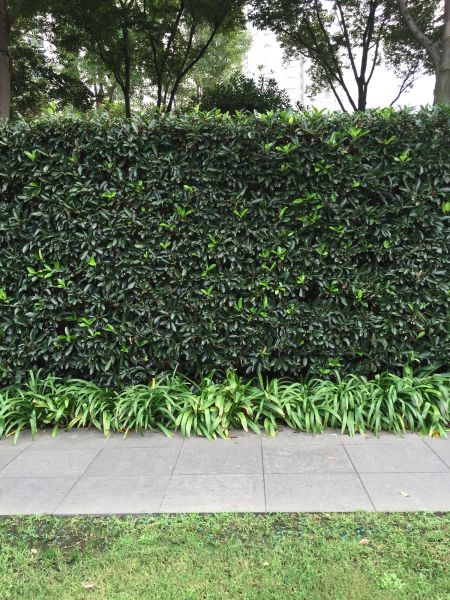 Privacy Shrub Planting in Cape Coral
