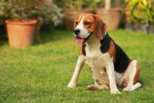 Dog Friendly Landscaping in Cape Coral