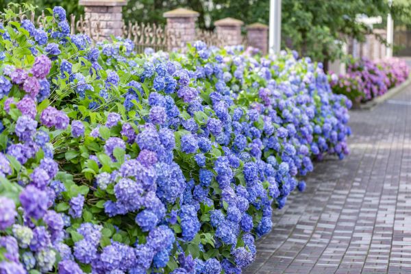 Hydrangea Landscaping in Cape Coral