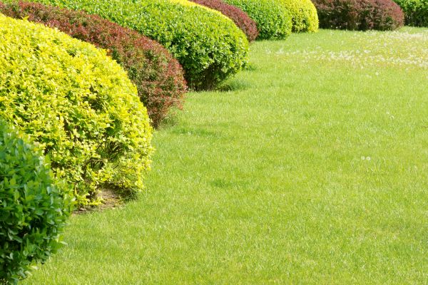 Shrubbery Planting in Cape Coral