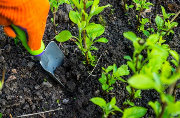 Hydrangea Planting in Cape Coral