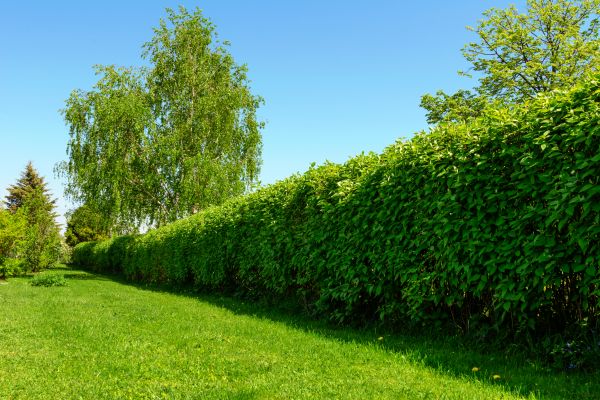 Hedge Replacement in Cape Coral