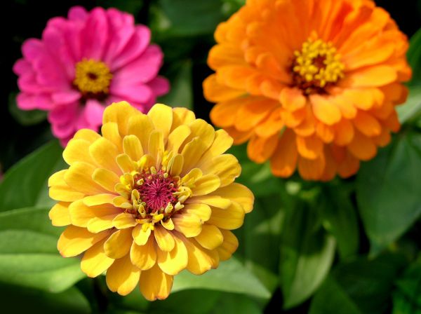 Zinnia Planting in Cape Coral