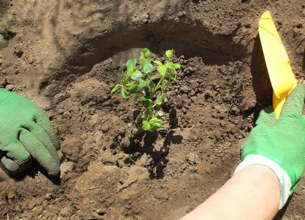 Rose Bush Planting in Cape Coral