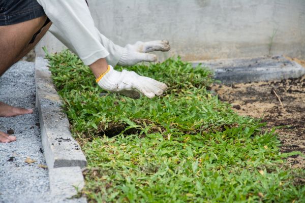 Ground Cover Planting in Cape Coral
