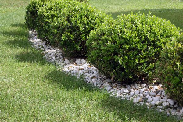 Boxwood Planting in Cape Coral