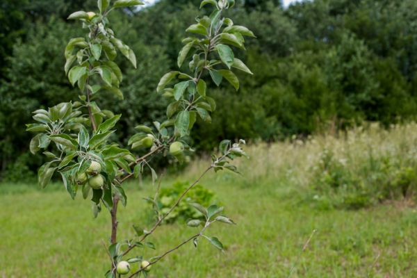 Apple Tree Planting in Cape Coral